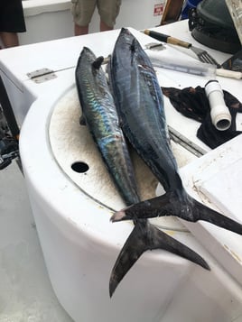 4 hour trolling trip