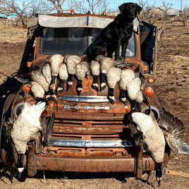Canada Goose Hunting in New Deal, Texas