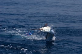 Blue Marlin Fishing in Stella, Puerto Rico