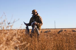 Sandhill Crane Insanity