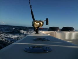 Tuna Marlin and More