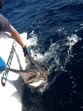 Tuna Marlin and More