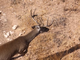 No-Frills Whitetail Hunt