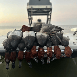 Redhead Hunting in Corpus Christi, Texas