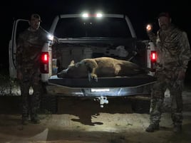 Bivins Hog Hunts