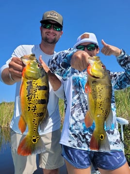Peacock Bass Hunting in Fort Lauderdale, Florida