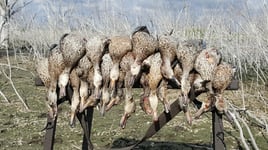 Texas Teal