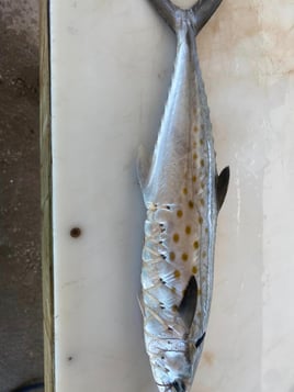 Spanish Mackerel Fishing in South Padre Island, Texas