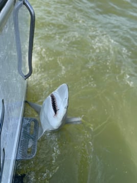 Jetty Fishing Frisky2