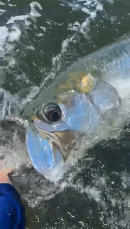 Silver King Tarpon Fishing