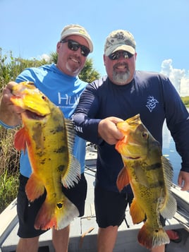 Exotic "Peacock Bass " Fishing | Cast and Blast Club | Fort