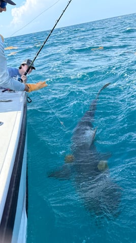 Catch Sharks off Fort Lauderdale