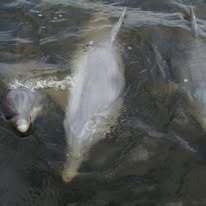 2 Hour Trip - Shrimping/Dolphin Tour