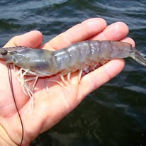 2 Hour Trip - Shrimping/Dolphin Tour