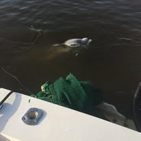 2 Hour Trip - Shrimping/Dolphin Tour