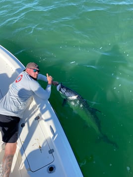 Tarpon Fishing in Clearwater, Florida