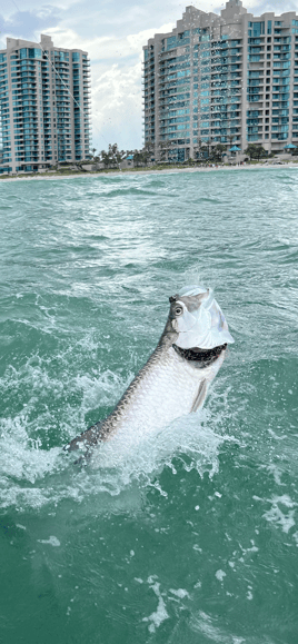 Tarpon Fishing in Clearwater, Florida