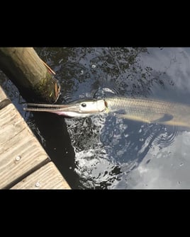 Florida gar
