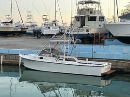 SPI Dolphin Watch