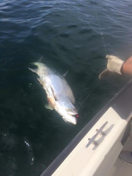 Tarpon Fishing in Texas City, Texas