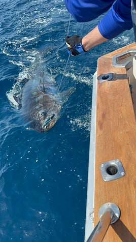 Day Trip – Giant Bluefin Tuna