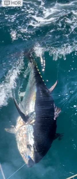 Day Trip – Giant Bluefin Tuna