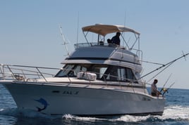 Day Trip - White Marlin