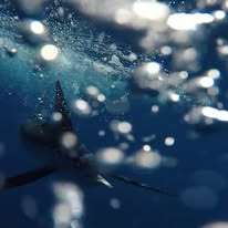 Day Trip - White Marlin