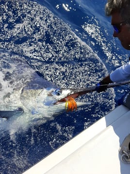 Extended Day - Blue Marlin