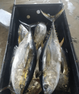 Overnight Offshore - 38' Luhrs