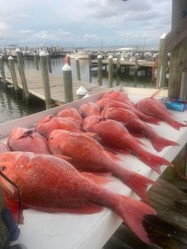 5 Hr Bottom Fishing & Trolling Trip