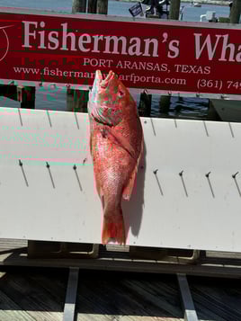 Red Snapper Offshore in Port A