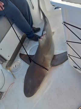 Shark Attack