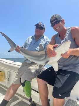 Shark Attack