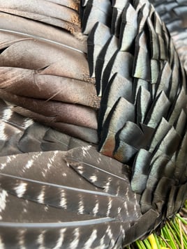 Turkey Hunt