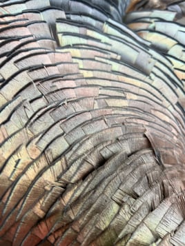 Turkey Hunt