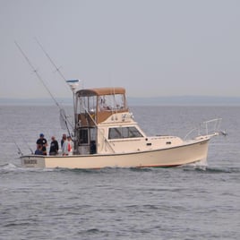 Half Day Trip: Inshore