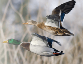 Early Season Texas Teal Hunt