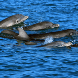 Dolphin, Manatee and more