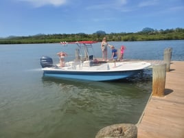 Dolphin, Manatee and more