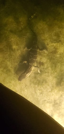 Dolphin, Manatee and more