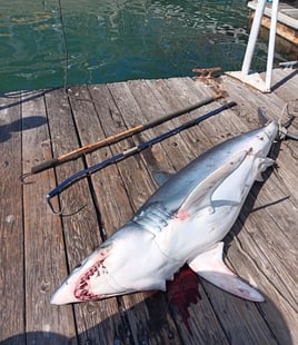SPORTFISHING or SHARKING or BOTH