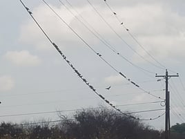 DOVE HUNTING - San Antonio area