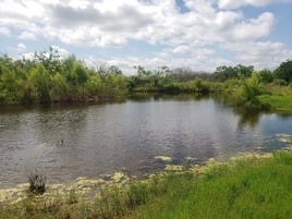 DOVE HUNTING - San Antonio area