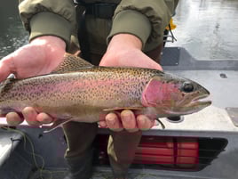 Rainbow Trout Fishing in Andersonville, Tennessee