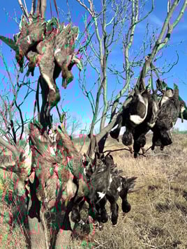 Premier TX Duck Hunt