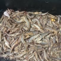 Shrimp Trawling Adventure