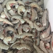 Shrimp Trawling Adventure