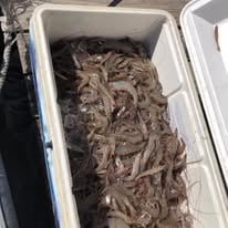 Shrimp Trawling Adventure