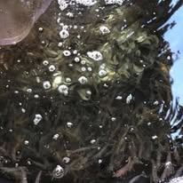 Shrimp Trawling Adventure